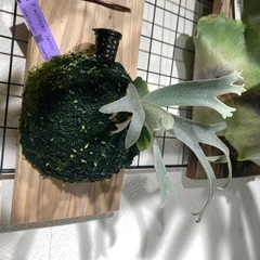 ビカクシダ　ジェニー
の画像