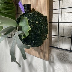 ビカクシダ　ジェニー
の画像