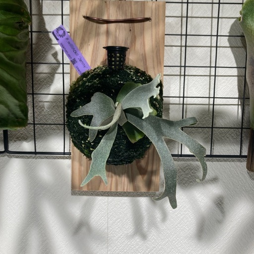 ビカクシダ　ジェニー
