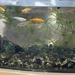 メダカ成魚　楊貴妃ほか　一名様のみの画像
