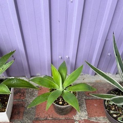 アガベアメリカーナ、アテナータ、ハクセンコの画像