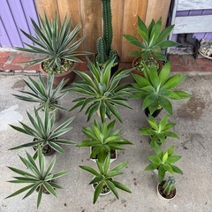 アガベアメリカーナ、アテナータ、ハクセンコの画像