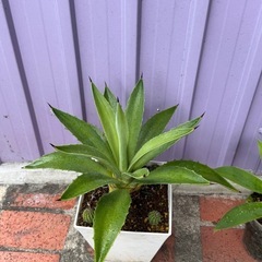 アガベアメリカーナ、アテナータ、ハクセンコの画像