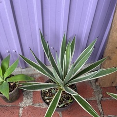 アガベアメリカーナ、アテナータ、ハクセンコの画像