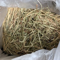 うさぎフード　チーモシー　アルファルファ　等の画像