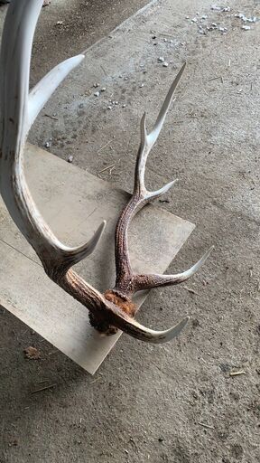 北海道 エゾシカ 鹿の角 2本（一対） 鹿角 天然 ツノ (みるくもち