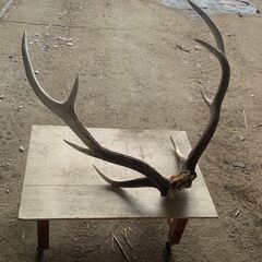 北海道 エゾシカ 鹿の角 ２本（一対） 北海道 エゾシカ 鹿の角 2本（一対） 鹿角 天然 ツノ (みるくもち
