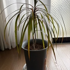 (お取引き中)植物の画像