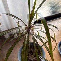 (お取引き中)植物の画像
