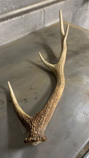 エゾシカの角の置物　値下げしました。 エゾシカの角の置物 値下げしました。 - メルカリ