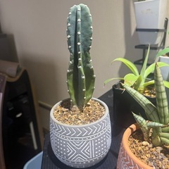 サボテンとサンセベリアですの画像