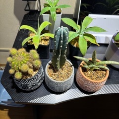 サボテンとサンセベリアですの画像