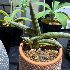 サボテンとサンセベリアですの画像