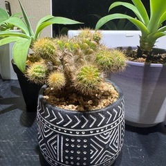 サボテンとサンセベリアですの画像