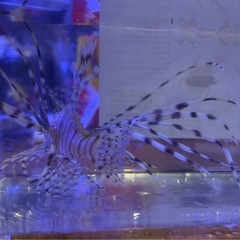 ハナミノカサゴ±11cmの画像