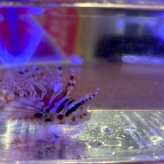 【可愛いサイズ±5cm】キリンミノカサゴの画像