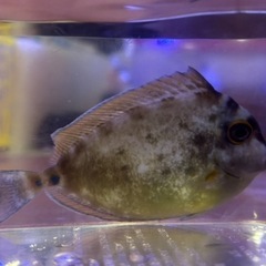テングハギ幼魚(±9.5cm)の画像