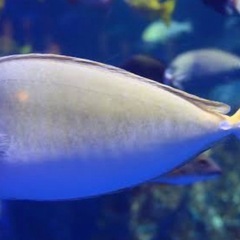 テングハギ幼魚(±9.5cm)の画像