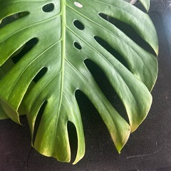 モンステラの画像