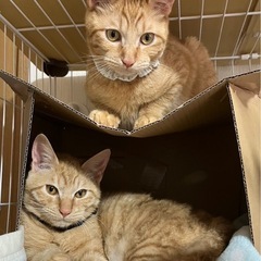 どっちがどっち⁉️チャトラ兄弟5ヶ月