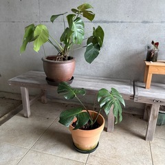 モンステラ　1鉢の画像