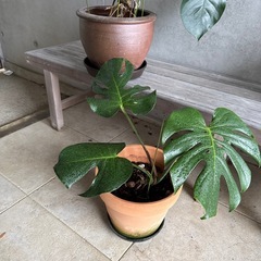 モンステラ　1鉢の画像