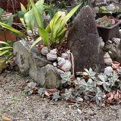 庭の飾り石の画像