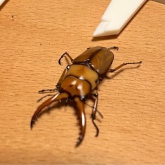 【オス単】カスタネウスノコギリ①【カリンポン産】の画像