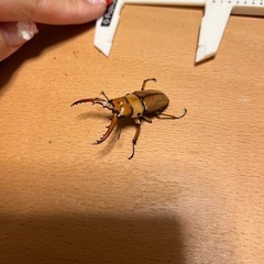 【オス単】カスタネウスノコギリ①【カリンポン産】の画像