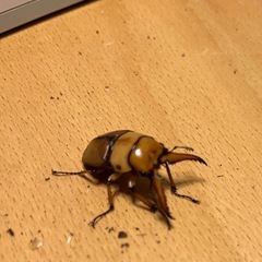 【オス単】カスタネウスノコギリ②【カリンポン】の画像