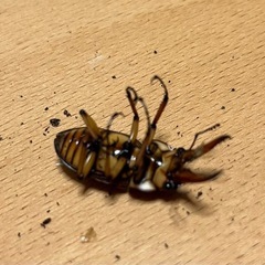 【オス単】カスタネウスノコギリ②【カリンポン】の画像