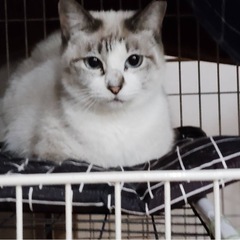 シャム猫ファミリー