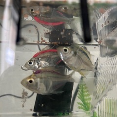 カラーラージグラス３匹の画像