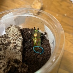 【メス単】ニジイロクワガタ【クイーンズランド】の画像