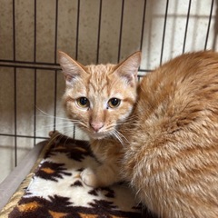 茶トラ♀ハチワレ♂２匹