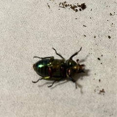 【メス2頭】パプアキンイロクワガタの画像