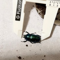 【メス2頭】パプアキンイロクワガタの画像