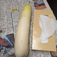 12/25収穫大根の画像