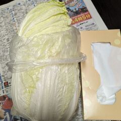 取引中.12月25日収穫.白菜の画像