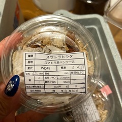 セール！【メス単】スマトラヒラタ【たくさんいます！】の画像