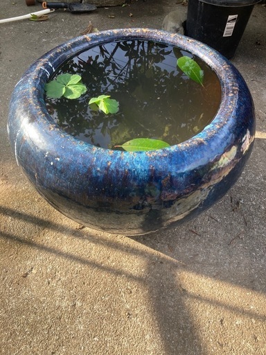 特大水鉢 (h S) 伊賀屋のその他の中古あげます・譲ります｜ジモティー