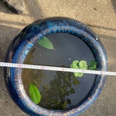 特大水鉢の画像