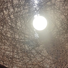 天井照明　ヒモ式　点灯確認済【E1226IL】の画像