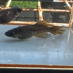 メダカ 戦艦🐉2ペア ロークラスの画像