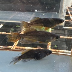 メダカ 戦艦🐉2ペア ロークラスの画像