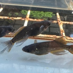 メダカ 戦艦🐉2ペア ロークラスの画像