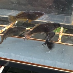 メダカ 戦艦🐉2ペア ロークラスの画像