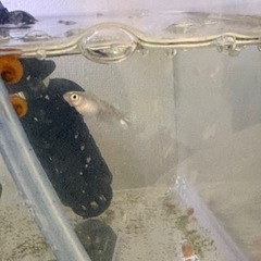 もう決まりました　メダカ　高級メダカ　改良メダカの画像