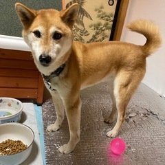 柴犬　メス - 里親募集