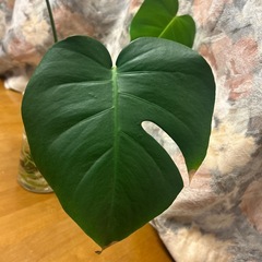 観葉植物　モンステラの画像